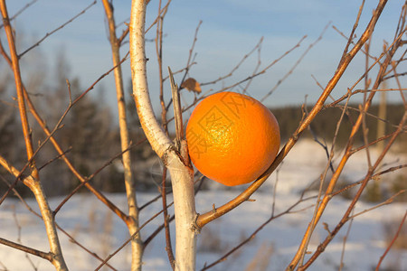 冬天一棵橙子在树上种着一棵史图片