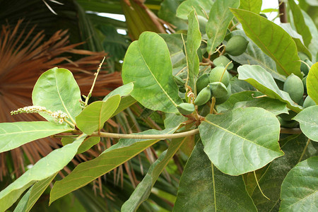 树上的绿色印度杏仁果热带阿尔蒙德孔白图片