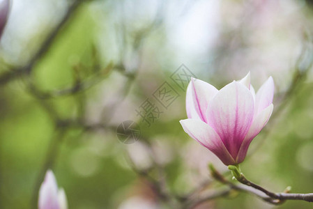 白天美丽盛开的玉兰花的特写图片