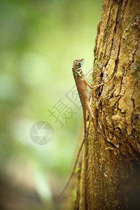 Kangaroo蜥蜴坐在斯里兰卡Singharaja图片