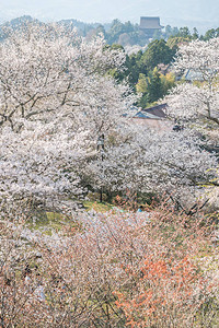 吉野山樱花日本最著名的赏樱胜地奈良县吉野山图片