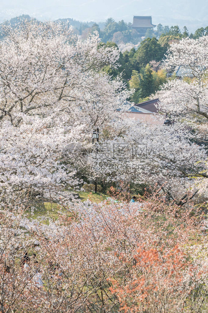 吉野山樱花日本最著名的赏樱胜地奈良县吉野山图片