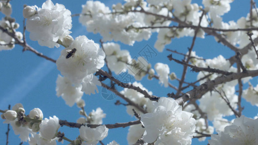 春天公园里有蜜蜂在蓝天树上的白花图片