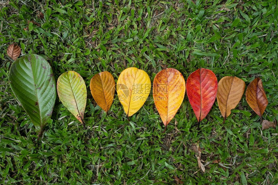 秋叶的过渡和秋季及节变化的变化概念它们图片