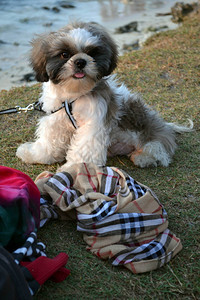 一只狗随主人在堤东岛周围玩耍图片