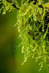 水滴在苔藓的尽头图片