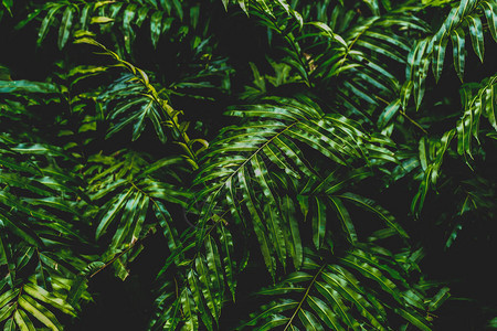 森林中绿色野生树叶灌木的绿色颜概图片