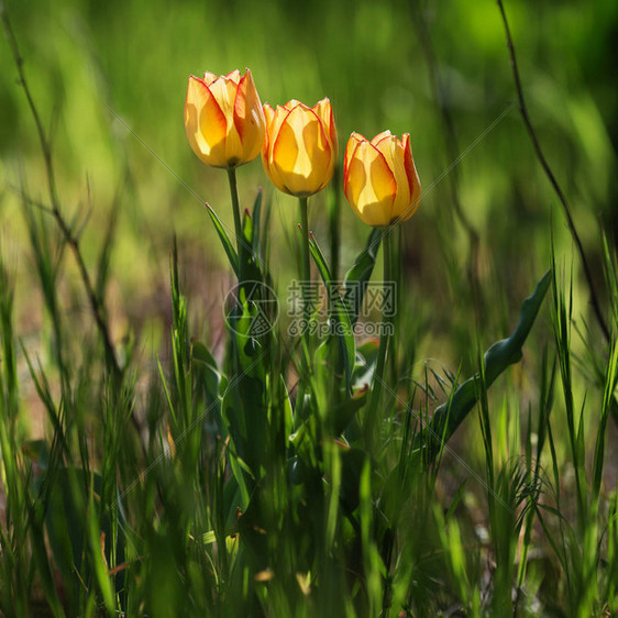 郁金香花美丽的郁金香花束五颜六色的郁金香春天在花园里的郁金香图片