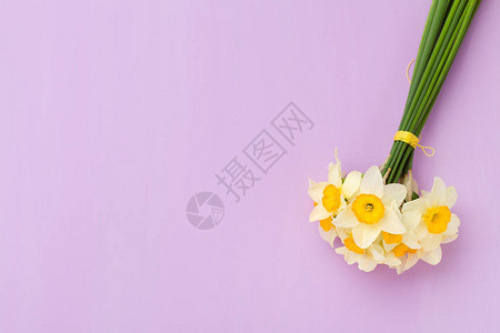 紫罗兰色柔和背景上的白色水仙花束图片