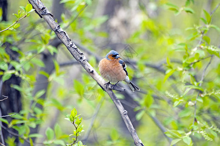 Finch是芬奇chaffinch家族的歌鸟照片来自俄罗图片