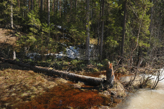 森林湖岸上的断木树从冰融化图片