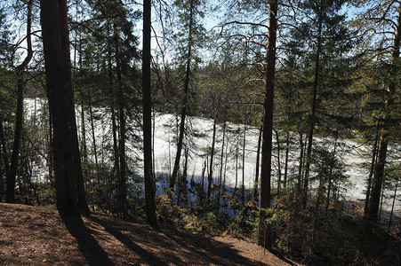 针叶林中的春天眺望森林湖图片