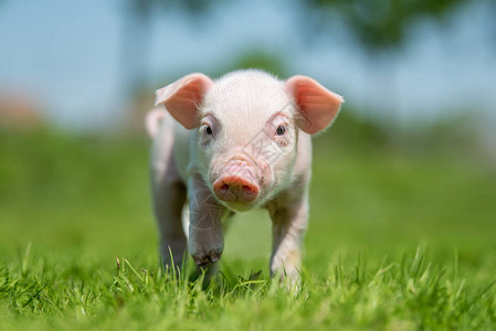 农场春天绿草上的新生小猪图片