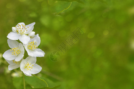 白茉莉枝条娇嫩的春花图片