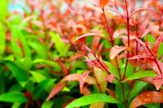 花园中顶端克里斯蒂娜装饰植物的红树叶在雨水落下后图片