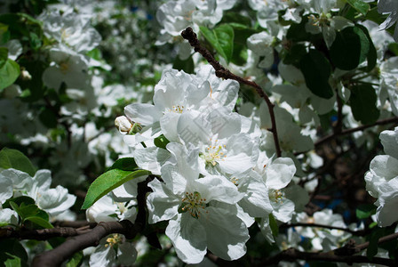 春树上鲜花的软形象白花带图片