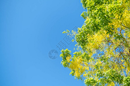 淋浴树决明子瘘泰国的花有蓝天背景背景图片
