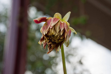 大丽花秋枯红黄芽图片