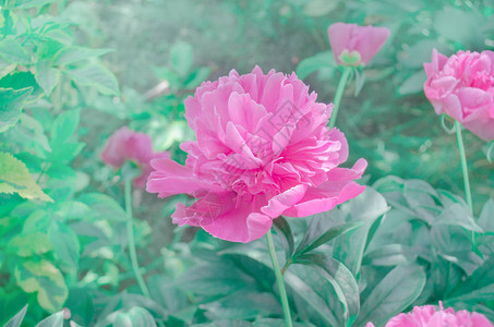 花园里的红牡丹红牡丹花的美丽景色草图片