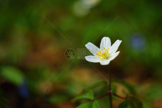 春天草丛中的白花海葵Isopyrumthalictroides图片