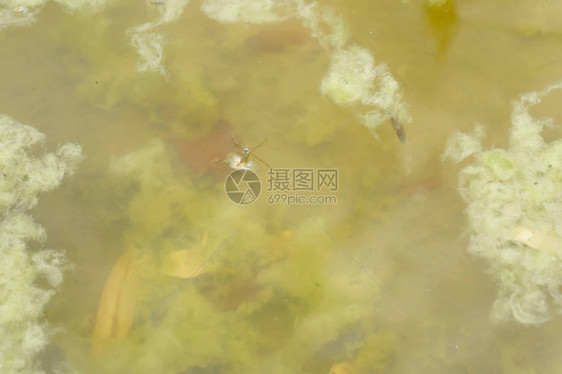 Gerridae或水滴子图片