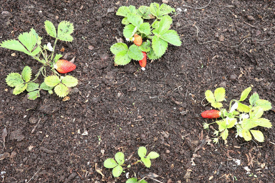 草莓植物在田间生长草莓植物成图片