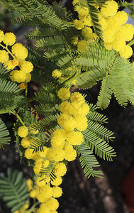 Mimosa黄色花朵图片