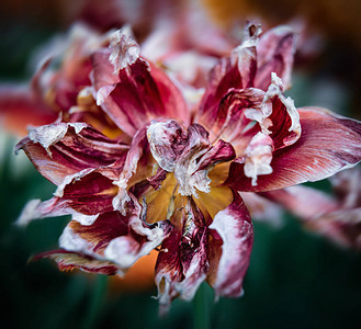 干郁金香红色郁金香的干燥花瓣干燥的郁金香就像褪色时间的图片