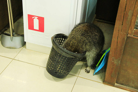 浣熊在垃圾桶里挖洞寻找美味的东西图片