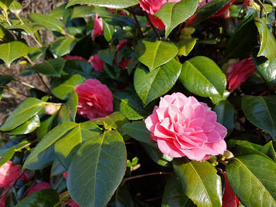 春天的卡美莉亚日本玫瑰花背景图片