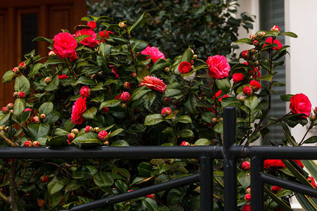 明红玫瑰灌丛在该国小房子入口处野生图片