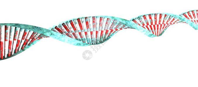 携带用于所有已知活生物体和许多的生长发育功能和繁殖的遗传指令图片