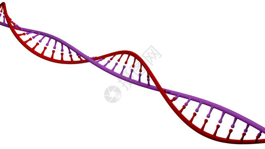 携带用于所有已知活生物体和许多的生长发育功能和繁殖的遗传指令图片