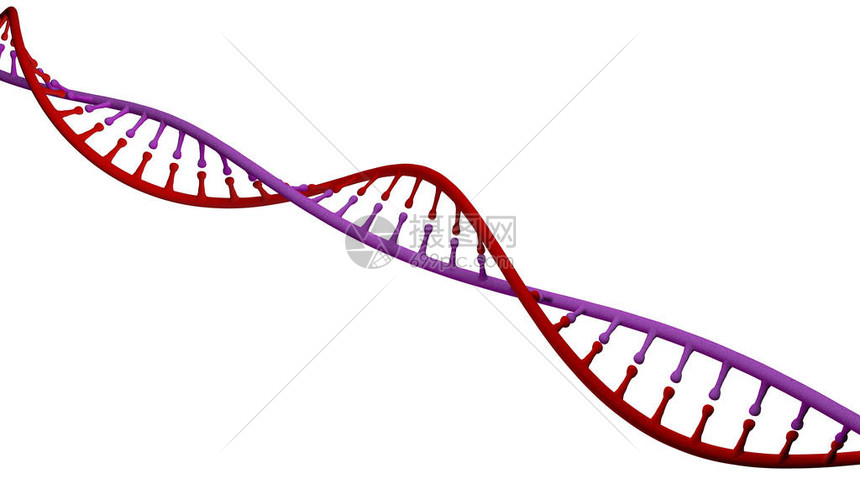 携带用于所有已知活生物体和许多的生长发育功能和繁殖的遗传指令图片