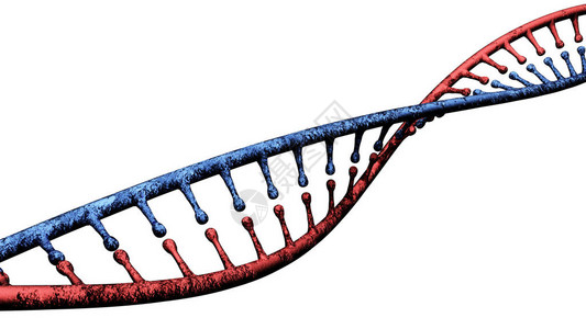 携带用于所有已知活生物体和许多的生长发育功能和繁殖的遗传指令图片