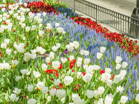 美丽的花园在芝加哥市中心沿密歇根大道排列着红色和白色的郁金香和紫色图片