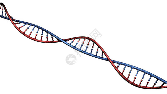 携带用于所有已知活生物体和许多的生长发育功能和繁殖的遗传指令图片