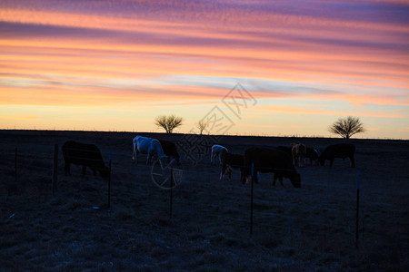 日落牧牛图片