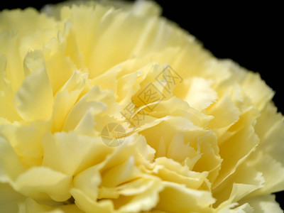 黄色康乃馨的近距离花朵背景白金色背景图片