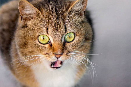一只绿眼睛的漂亮的条纹猫叫喊着图片
