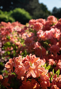 杜鹃花开着不同颜色的花图片