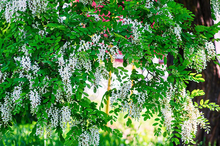 AcaciaSpring天气是树上的白花图片