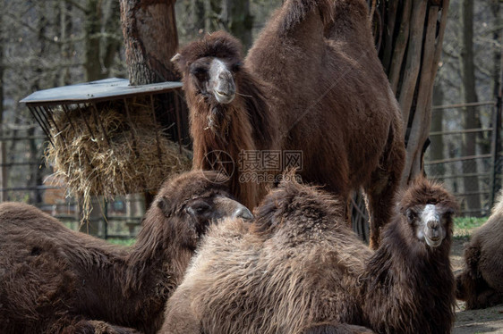 Bacatrian骆驼Camelusbactrianu图片