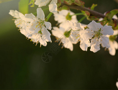 樱花上的光芒Cherry的花朵在绿色模糊的背景