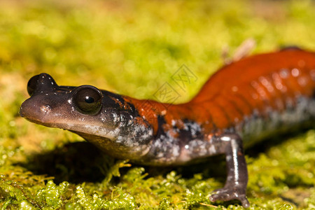 Yonahlossee蝾螈Plethodonyonahl图片