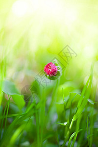 独一贝利斯英国雏菊绿草中花朵图片