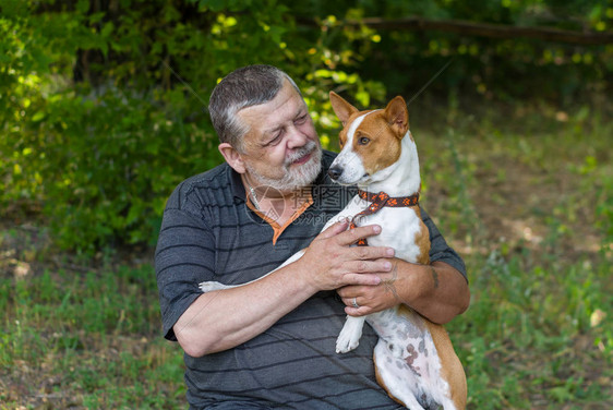 在夏日公园休息时胡子老人把他可爱的狗basenj图片