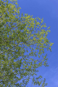 在爱达荷州北部的明亮蓝天下拍摄树叶图片