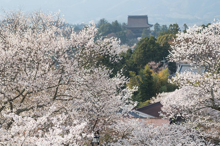 奈良县吉野山图片