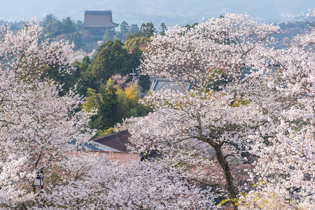 奈良县吉野山图片